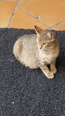 202 giraltar - katze